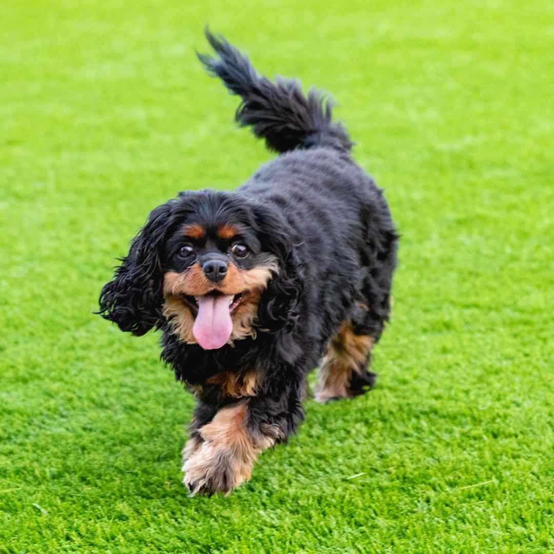 Artificial Grass Installation Edinburgh